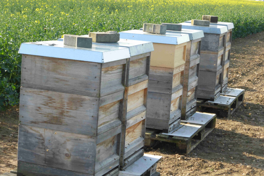 Bienenstöcke in Morenhoven